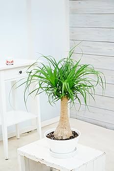 観葉植物　トックリラン　ポニーテール　マヤパーム　ノリナ　マヤツリー　８号鉢 観葉植物 トックリラン ポニーテール マヤパーム ノリナ 徳利蘭